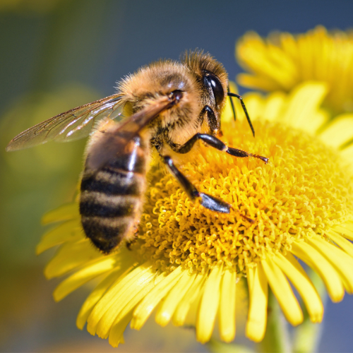 CHIẾT XUẤT NỌC ONG - BEE TOX H ( Trị mụn)